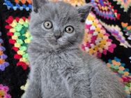 BKH Kitten - Kreuztal
