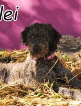 Marlei versucht sein Glück 🍀 - Essingen (Rheinland-Pfalz)