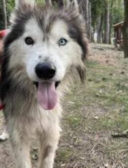 Freundlicher Huskymix Jerky - München