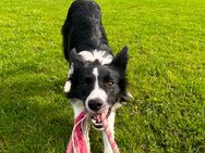 Border collie 12 Monate Hündin 600€ - Übach-Palenberg