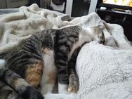 Katze abzugeben - Bielefeld Brackwede