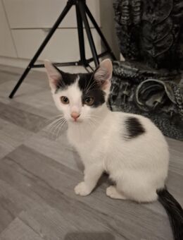 6 süße kitten abzugeben - Nürnberg