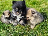 5 Traumhaft schöne Pomeranian Zwergspitz Welpen abzugeben - Jüchen