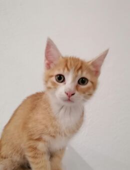 Katzenbabys Ekh, Kitten, Kater - Linsengericht
