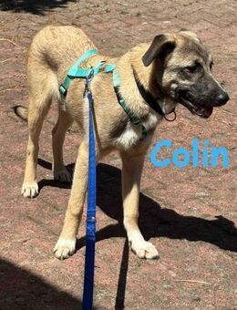 Colin - sucht sein Zuhause-Für-Immer - Rinteln