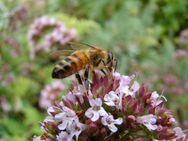 Thymian Deutscher Winter Samen rosa Blumen Blüten Pflanze Thymian Kräuter Wildkräuter heimisch kochen Balkon Garten planen Pflanze Hochbeet Thymiane Muttertag winterhart mehrjährig Koch wild Biene garden Beet Deutsches Saatgut Samen SWR Frühling - Pfedelbach