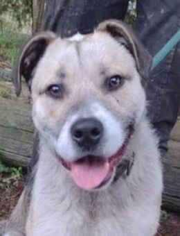 REX 2 sucht Koerbchen - Gefrees