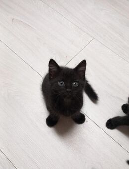 Mix Kitten, Babykatze - Idesheim