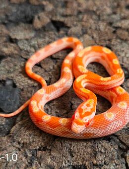 Auratum Motley, Motley x Striped, Wild - Schwelm