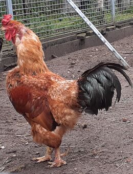 Brahma-Mixhahn, "Klein Otto" - Bergen (Niedersachsen)