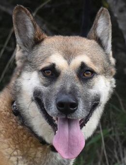 GINO sucht seinen Lieblingsmensch - Betzenstein