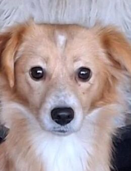 Alani, geb. ca. 05/2024, GRIECHENLAND - Euskirchen