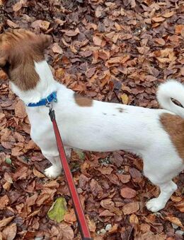 Jack Russel Terrier Rüde - Zofingen