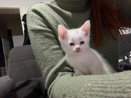 Kitten suchen neues zu Hause - Aurich