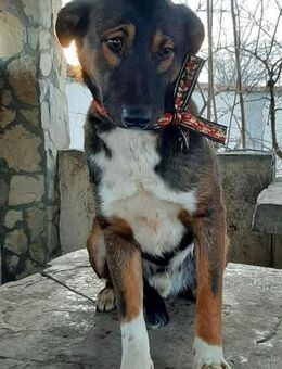 Prinz Camillo sucht Königreich - Großefehn