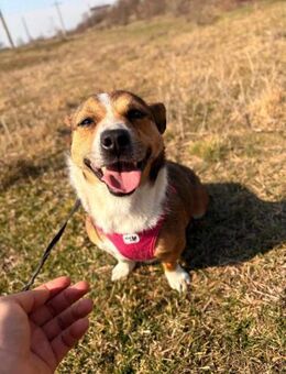 Minka möchte aus Rumänien raus - Blankenheim (Nordrhein-Westfalen)