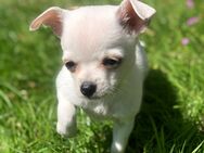 Chihuahua Welpen dürfen ausziehen - Weeze