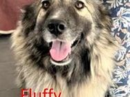 FLUFFY ❤ sucht Zuhause oder Pflegestelle - Langenhagen