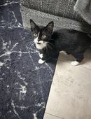 5 Monat alte Katze zu verkaufen in 52353