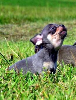 3 Süße typvolle Chihuahua Rüden Welpen 1LH 2KH in Sonderfarben blue-Tan, Brindle, Sable - Biebergemünd