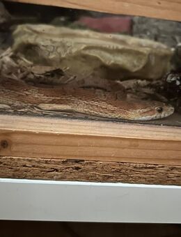 Kornnatter sucht sehr sehr Dringen Zuhause ! - Südlohn