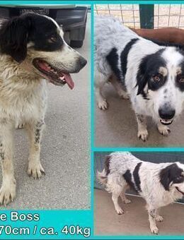 großer Tornjak Boss sucht ein Zuhause - Margetshöchheim