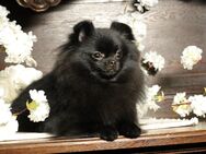 Ivy, wunderschöne Pomeranian / Deutscher Zwergspitz, Hündin mit Ahnentafel - Bad Iburg