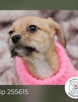 Chip 255615: Hundekind sucht ein Zuhause - Kirchzell