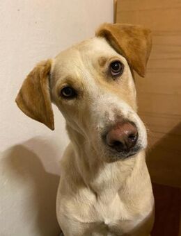 brave Familienhündin Lora - Augsburg