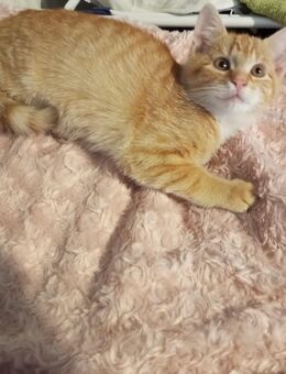 Ein Katzenbaby sucht ein neues, liebes Zuhause - Burglengenfeld