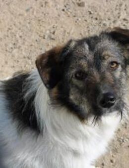 Lilibeth sucht genau dich - Celle