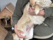 Sanfte Goldie sucht Ihre Menschen - Seggebruch