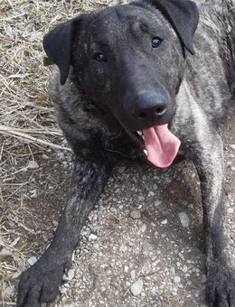 Liebevolle junger Hund - München