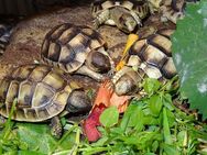 Griechische Landschildkröten - Dresden