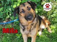 hübsche Mila sucht ihre Familie - Margetshöchheim