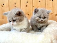 BKH Kitten, reinrassig und zahm - Wiesbaden