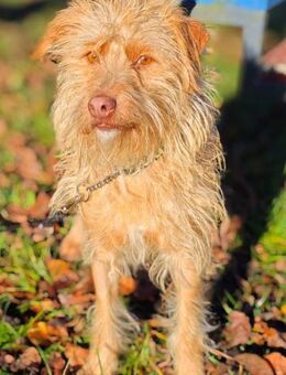 Der tolle Keks hat ggf. adelige Wurzeln - Wettenberg