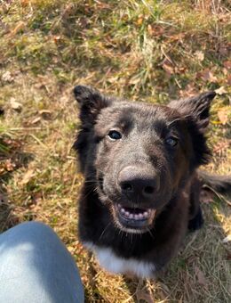 Liebevoller Schäferhund/Border Collie-Mix sucht erfahrene Einzelperson mit Herz und Zeit - Waghäusel