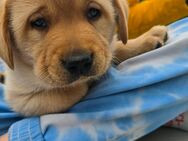 Labrador Welpen mit Papieren - Großschirma