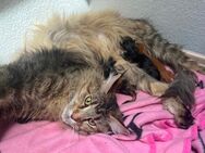 Main Coon Kitten XXL - Hattersheim (Main)