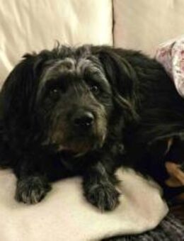 Olly möchte Einzelprinz sein - München