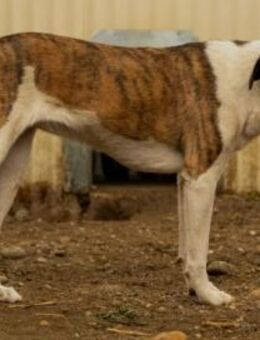 schüchterne, wunderschöne Tara - Kallmünz