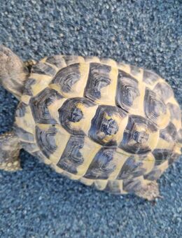 Griechische Landschildkröte - Rechtenbach