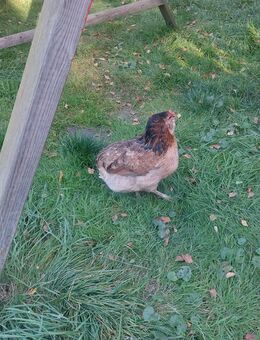 Pflegestelle für 3 Hennen gesucht - Neustadt (Holstein)