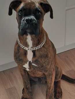 Boxer Rüde Rocky - Zellingen