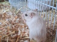 Mäuse suchen neues Zuhause - Remagen