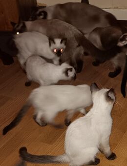 Siam-Birma-Mix Kitten - Oberhausen