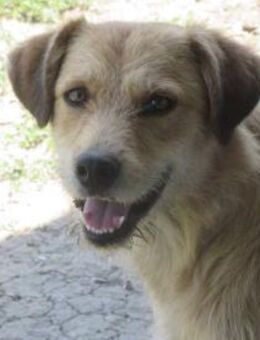 Anton, süßer Strolch auf 4 Pfoten 🐾 - Elsdorf (Nordrhein-Westfalen)