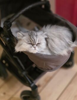 Zwei verschmuste Perserkatzen suchen gemeinsam ein liebevolles Zuhause – Nala & Simba - Bremen