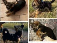 CLARABELLE -rundum tolles Hundekind- - Duisburg